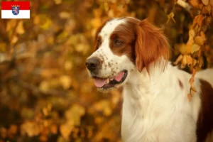 Lire la suite à propos de l’article Irish Red and White Setter éleveurs et chiots en Hesse