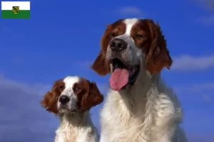 Lire la suite à propos de l’article Irish Red and White Setter éleveurs et chiots en Saxe