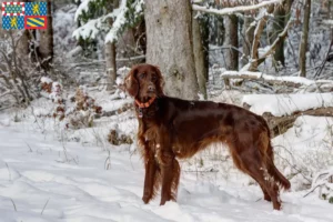 Lire la suite à propos de l’article Éleveurs d’Irish Red Setter et chiots en Bourgogne-Franche-Comté