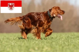 Lire la suite à propos de l’article Éleveurs d’Irish Red Setter et chiots dans le Brandebourg
