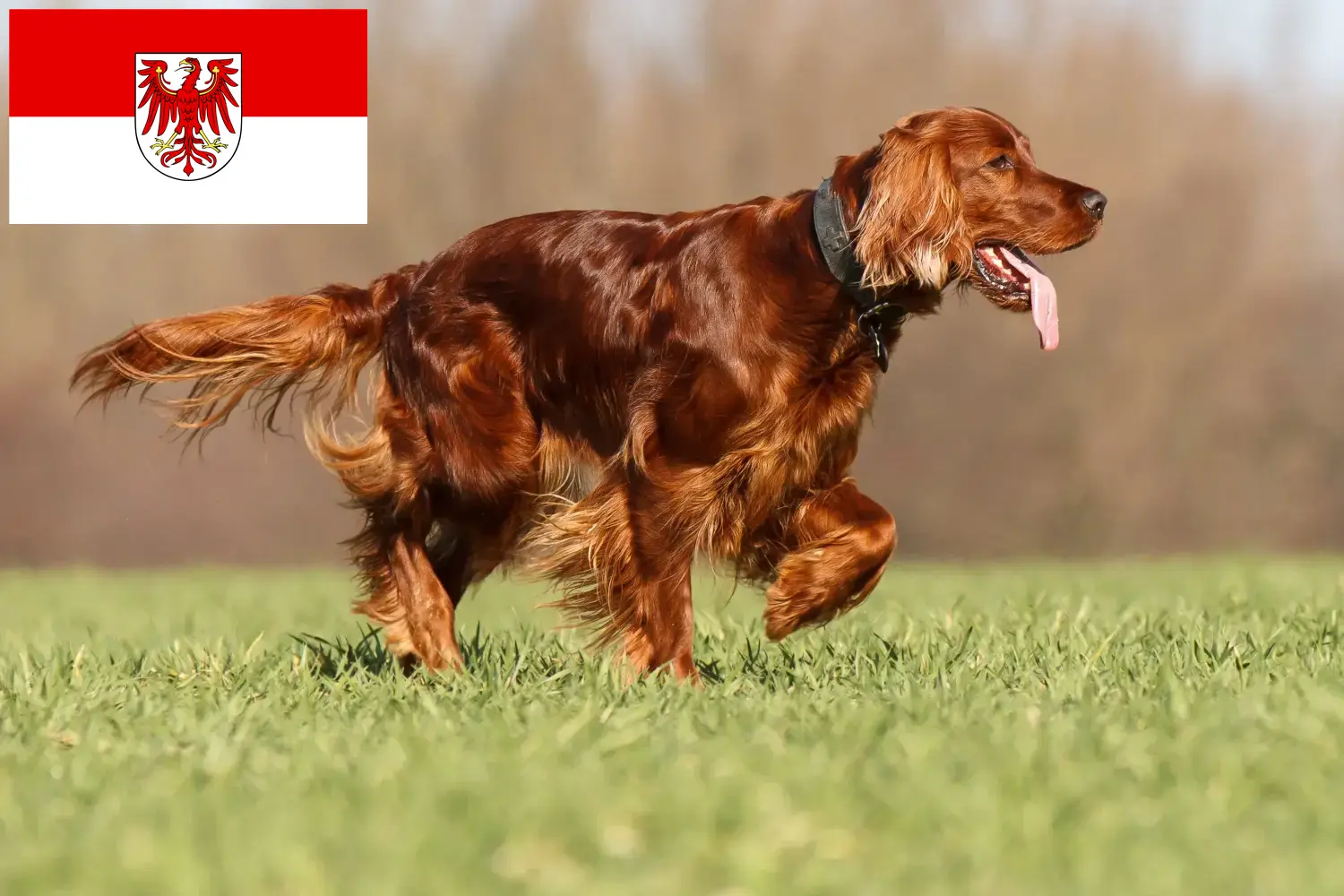Irish Red Setter chiots et éleveurs Brandenburg Ici, tu trouveras des éleveurs d'Irish Red Setter dans le Brandebourg.