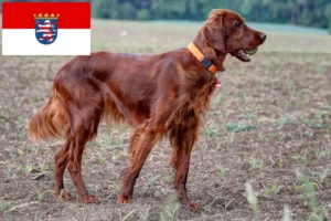 Lire la suite à propos de l’article Éleveurs d’Irish Red Setter et chiots en Hesse
