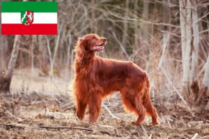 Lire la suite à propos de l’article Éleveurs d’Irish Red Setter et chiots en Rhénanie du Nord-Westphalie