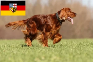 Lire la suite à propos de l’article Éleveurs d’Irish Red Setter et chiots en Sarre