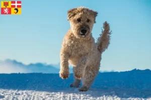 Lire la suite à propos de l’article Eleveurs de Terriers irlandais à poil doux et chiots en Auvergne-Rhône-Alpes
