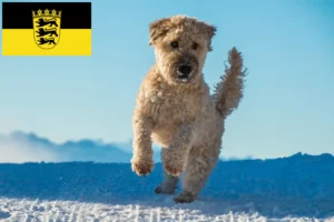 Lire la suite à propos de l’article Irish Soft Coated Wheaten Terrier éleveurs et chiots en Baden-Württemberg
