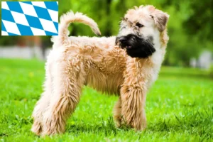 Lire la suite à propos de l’article Irish Soft Coated Wheaten Terrier éleveurs et chiots en Bavière
