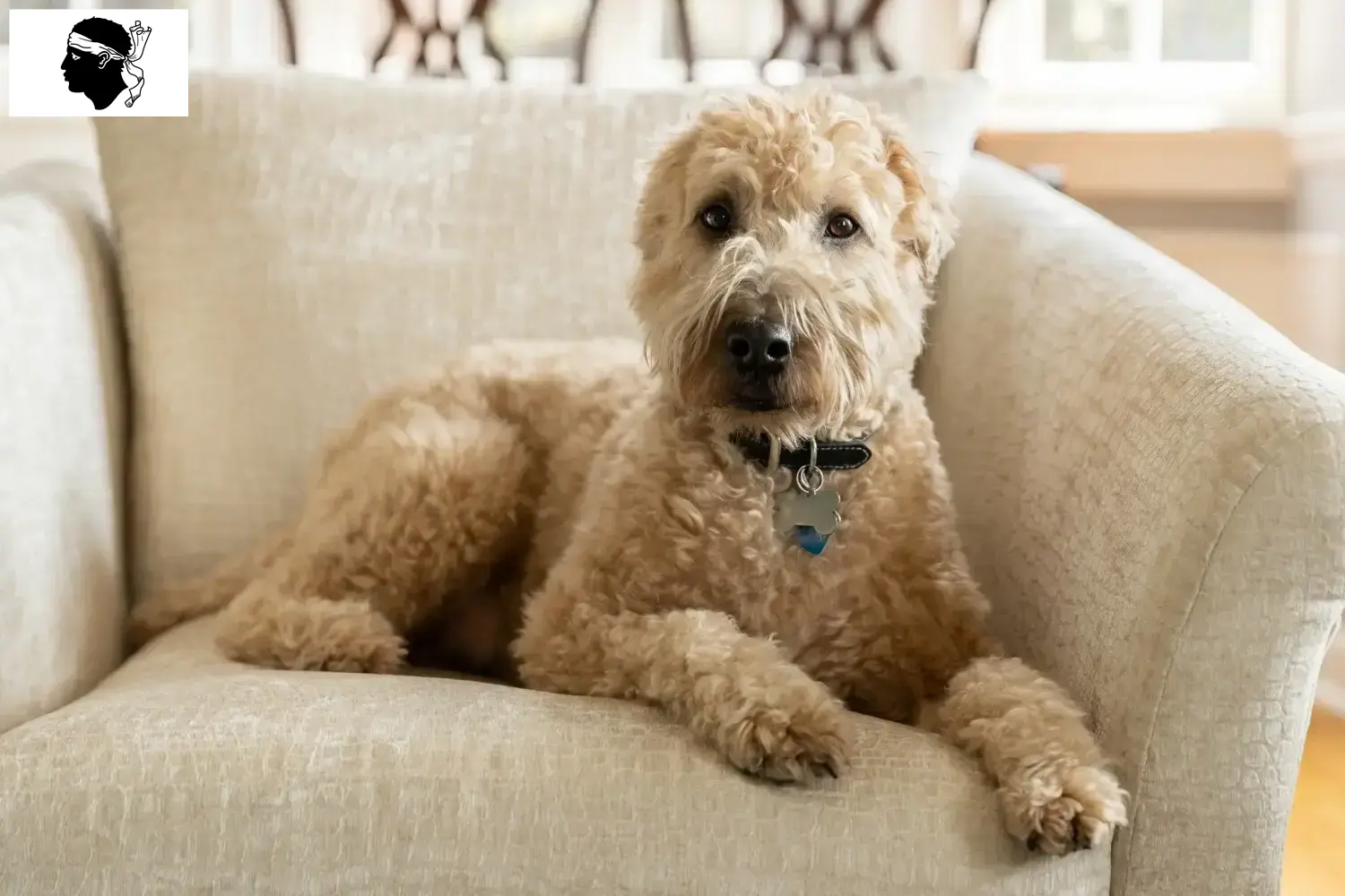 Irish Soft Coated Wheaten Terrier chiots et éleveurs Corse Ici, tu trouveras des éleveurs d'Irish Soft Coated Wheaten Terrier en Corse.