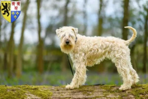 Lire la suite à propos de l’article Eleveurs de Terriers irlandais à poil doux et chiots en Hauts-de-France