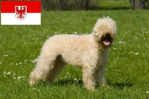 Lire la suite à propos de l’article Irish Soft Coated Wheaten Terrier Éleveurs et chiots dans le Brandebourg