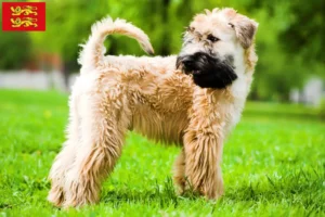 Lire la suite à propos de l’article Eleveurs d’Irish Soft Coated Wheaten Terrier et chiots en Normandie