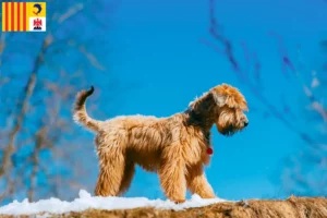 Lire la suite à propos de l’article Irish Soft Coated Wheaten Terrier éleveurs et chiots en Provence-Alpes-Côte d’Azur