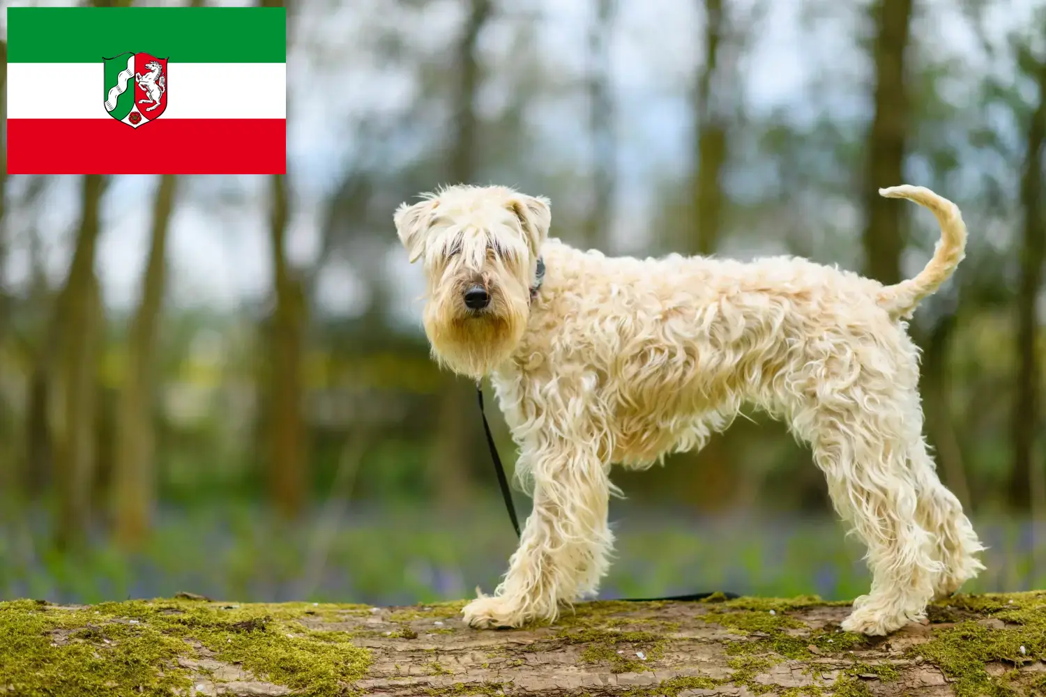 Irish Soft Coated Wheaten Terrier chiots et éleveurs Rhénanie-du-Nord-Westphalie Ici, tu trouveras des éleveurs d'Irish Soft Coated Wheaten Terrier en Rhénanie-du-Nord-Westphalie.