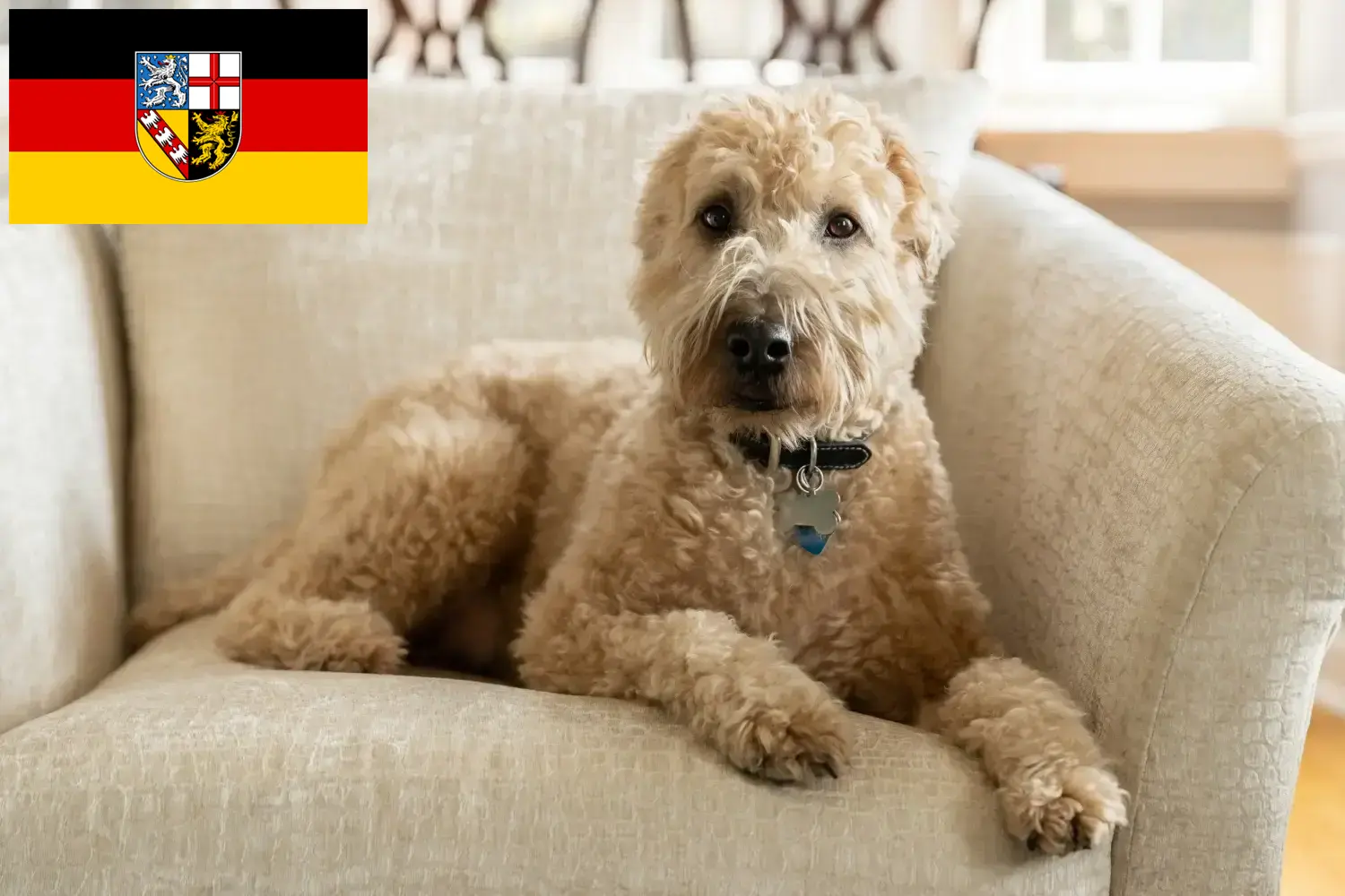 Irish Soft Coated Wheaten Terrier chiots et éleveurs Saarland Ici, tu trouveras des éleveurs d'Irish Soft Coated Wheaten Terrier en Sarre.