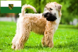 Lire la suite à propos de l’article Irish Soft Coated Wheaten Terrier éleveurs et chiots en Saxe