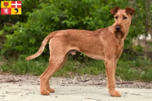 Lire la suite à propos de l’article Éleveurs d’Irish Terriers et chiots en Auvergne-Rhône-Alpes
