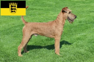 Lire la suite à propos de l’article Éleveurs d’Irish Terriers et chiots en Baden-Württemberg