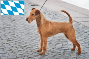 Lire la suite à propos de l’article Éleveurs d’Irish Terriers et chiots en Bavière