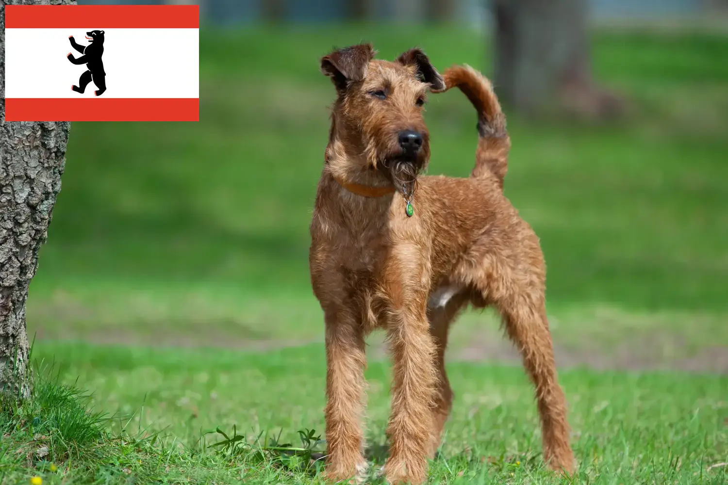 Irish Terrier chiots et éleveurs Berlin Ici, tu trouveras des éleveurs d'Irish Terriers à Berlin.
