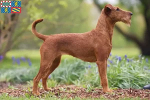 Lire la suite à propos de l’article Éleveurs d’Irish Terriers et chiots en Bourgogne-Franche-Comté