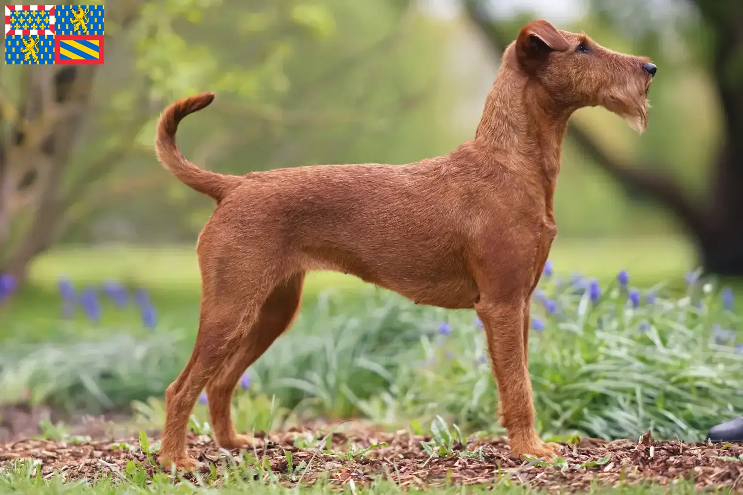 Irish Terrier chiots et éleveurs Bourgogne-Franche-Comté Ici, tu trouveras des éleveurs d'Irish Terriers en Bourgogne-Franche-Comté.