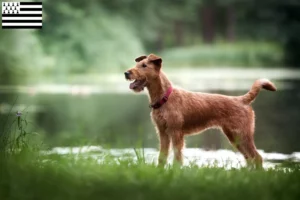 Lire la suite à propos de l’article Éleveurs d’Irish Terriers et chiots en Bretagne
