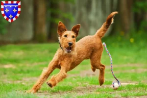Lire la suite à propos de l’article Éleveurs d’Irish terriers et chiots en Centre-Val de Loire