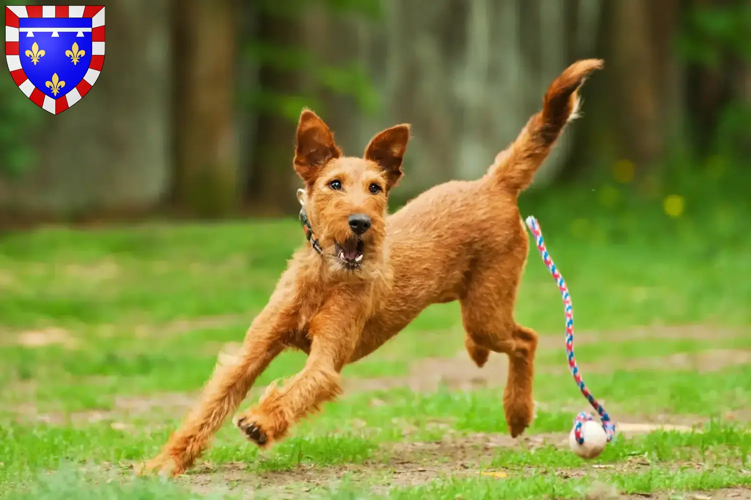 Irish Terrier chiots et éleveurs Centre-Val de Loire Ici, tu trouveras des éleveurs d'Irish Terriers en Centre-Val de Loire.