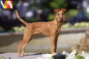 Lire la suite à propos de l’article Éleveurs d’Irish Terriers et chiots en Grand Est