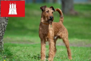 Lire la suite à propos de l’article Éleveurs d’Irish Terriers et chiots à Hambourg