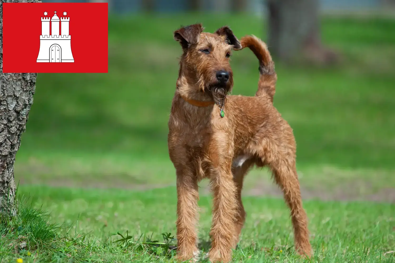 Irish Terrier chiots et éleveurs Hambourg Ici, tu trouveras des éleveurs d'Irish Terriers à Hambourg.