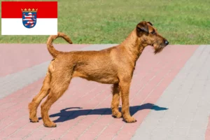 Lire la suite à propos de l’article Éleveurs d’Irish Terriers et chiots en Hesse