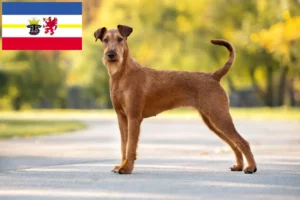 Lire la suite à propos de l’article Éleveurs d’Irish Terriers et chiots dans le Mecklembourg-Poméranie occidentale