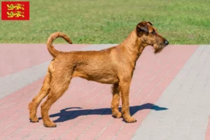 Lire la suite à propos de l’article Éleveurs d’Irish Terriers et chiots en Normandie