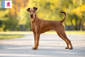 Lire la suite à propos de l’article Eleveurs d’Irish Terriers et chiots en Nouvelle-Aquitaine
