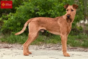 Lire la suite à propos de l’article Éleveurs d’Irish Terriers et chiots en Occitanie
