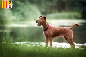 Lire la suite à propos de l’article Eleveurs d’Irish Terriers et chiots en Provence-Alpes-Côte d’Azur