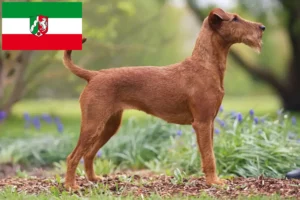 Lire la suite à propos de l’article Éleveurs d’Irish Terriers et chiots en Rhénanie du Nord-Westphalie