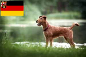 Lire la suite à propos de l’article Éleveurs d’Irish Terriers et chiots en Rhénanie-Palatinat