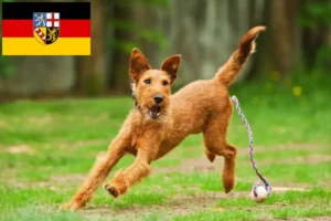 Lire la suite à propos de l’article Éleveurs d’Irish Terriers et chiots en Sarre