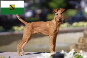 Lire la suite à propos de l’article Éleveurs d’Irish Terriers et chiots en Saxe