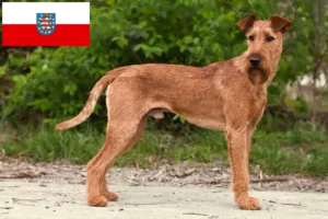 Lire la suite à propos de l’article Éleveurs d’Irish Terriers et chiots en Thuringe