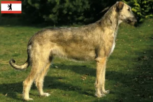 Lire la suite à propos de l’article Éleveurs d’Irish Wolfhounds et chiots à Berlin
