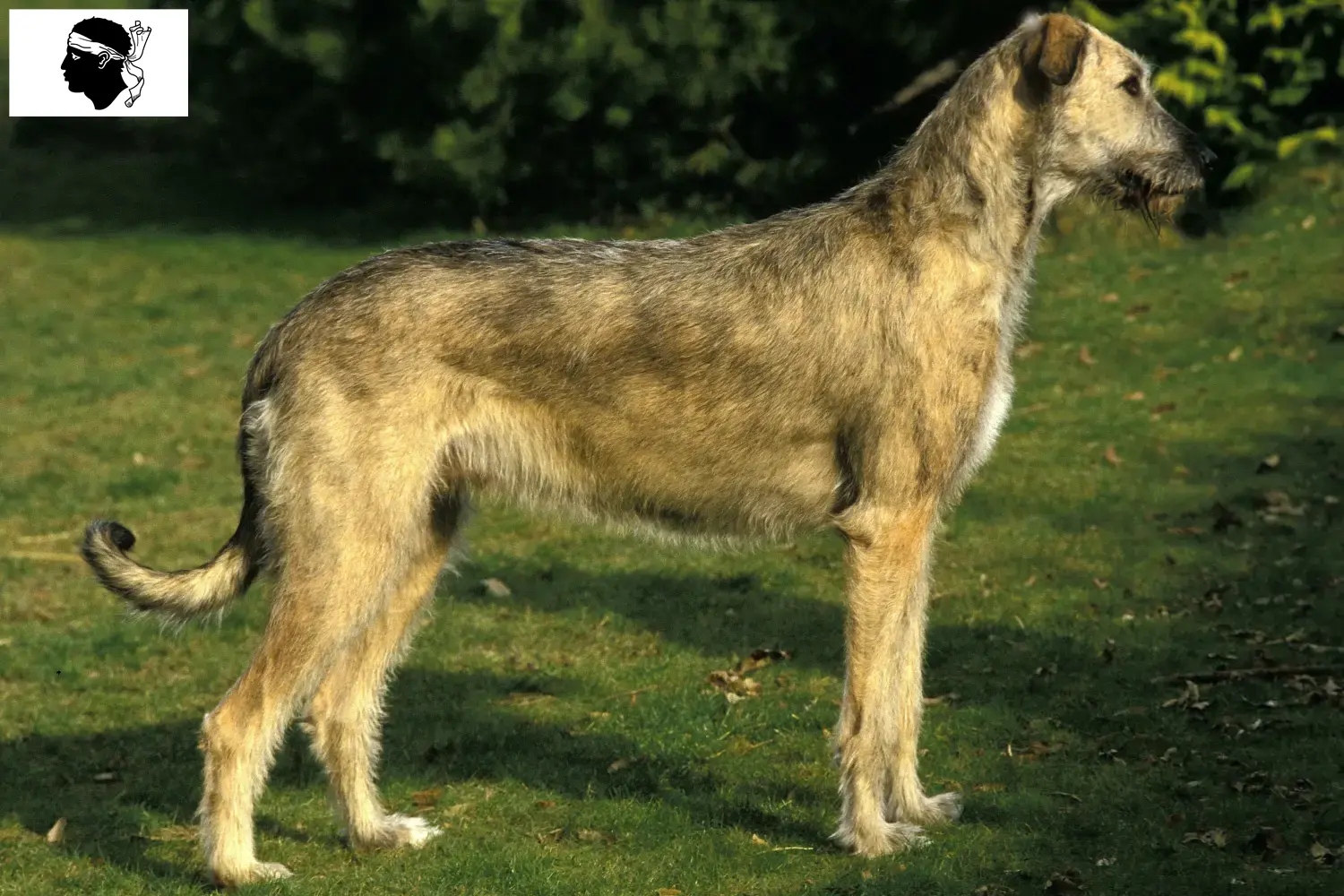Irish Wolfhound chiots et éleveurs Corse Ici, vous trouverez des éleveurs d'Irish Wolfhounds en Corse.