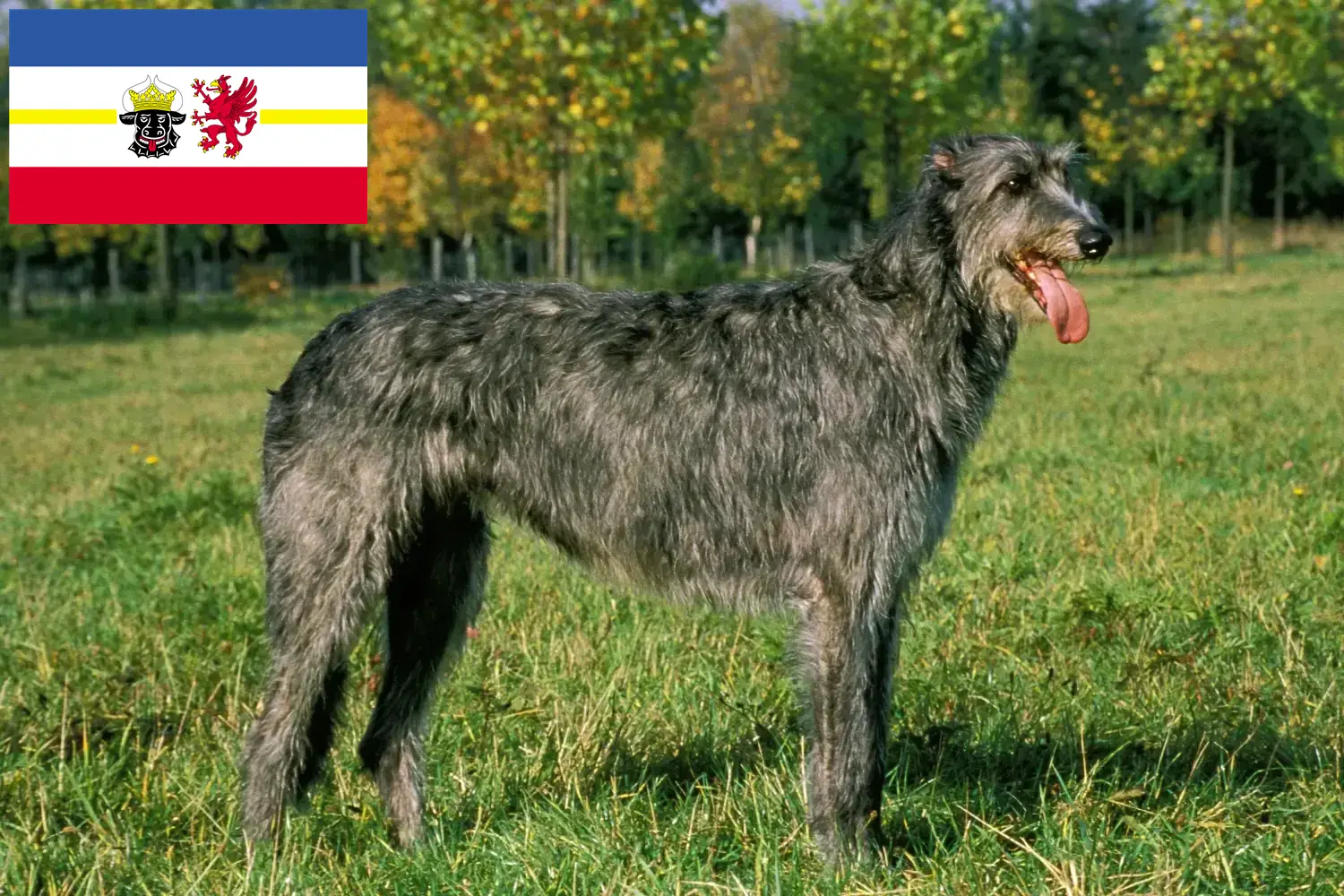 Irish Wolfhound chiots et éleveurs Mecklembourg-Poméranie occidentale Ici, tu trouveras des éleveurs d'Irish Wolfhounds dans le Mecklembourg-Poméranie occidentale.