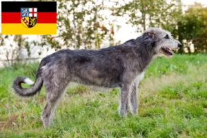 Lire la suite à propos de l’article Éleveurs d’Irish Wolfhounds et chiots en Sarre