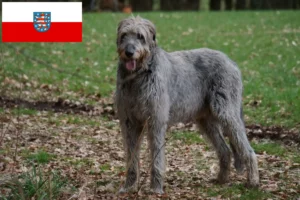 Lire la suite à propos de l’article Éleveurs d’Irish Wolfhounds et chiots en Thuringe