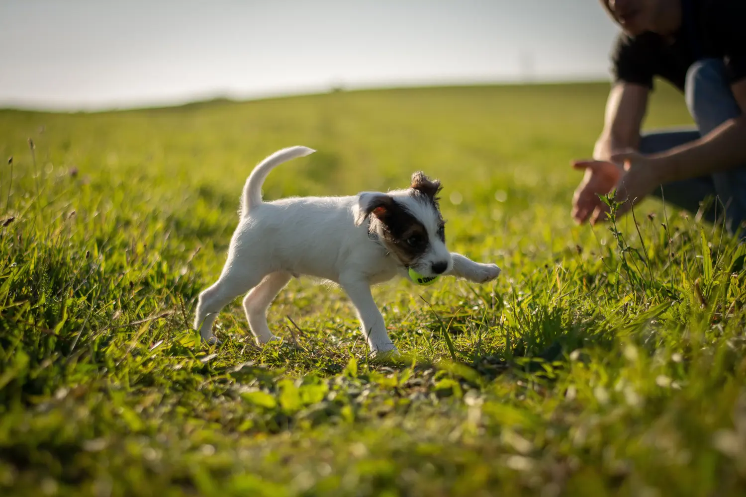 Acheter un chiot Jack Russell, c'est prendre ses responsabilités ! Acheter des chiots Jack Russell.