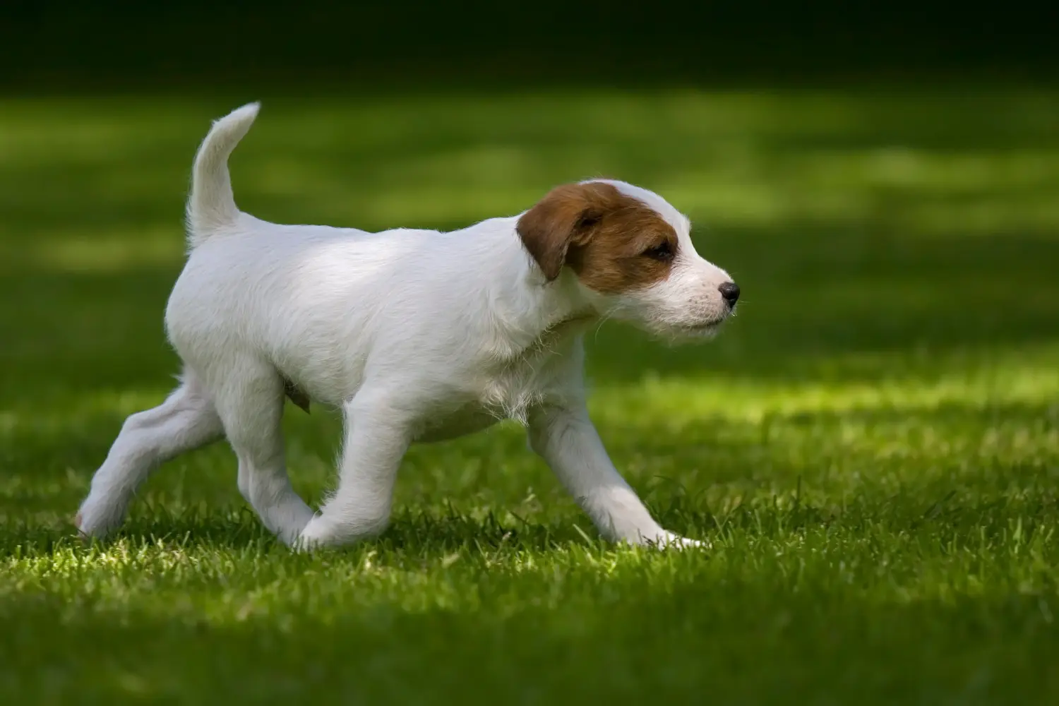 Acheter un chiot Jack Russell, c'est prendre ses responsabilités ! Acheter des chiots Jack Russell.