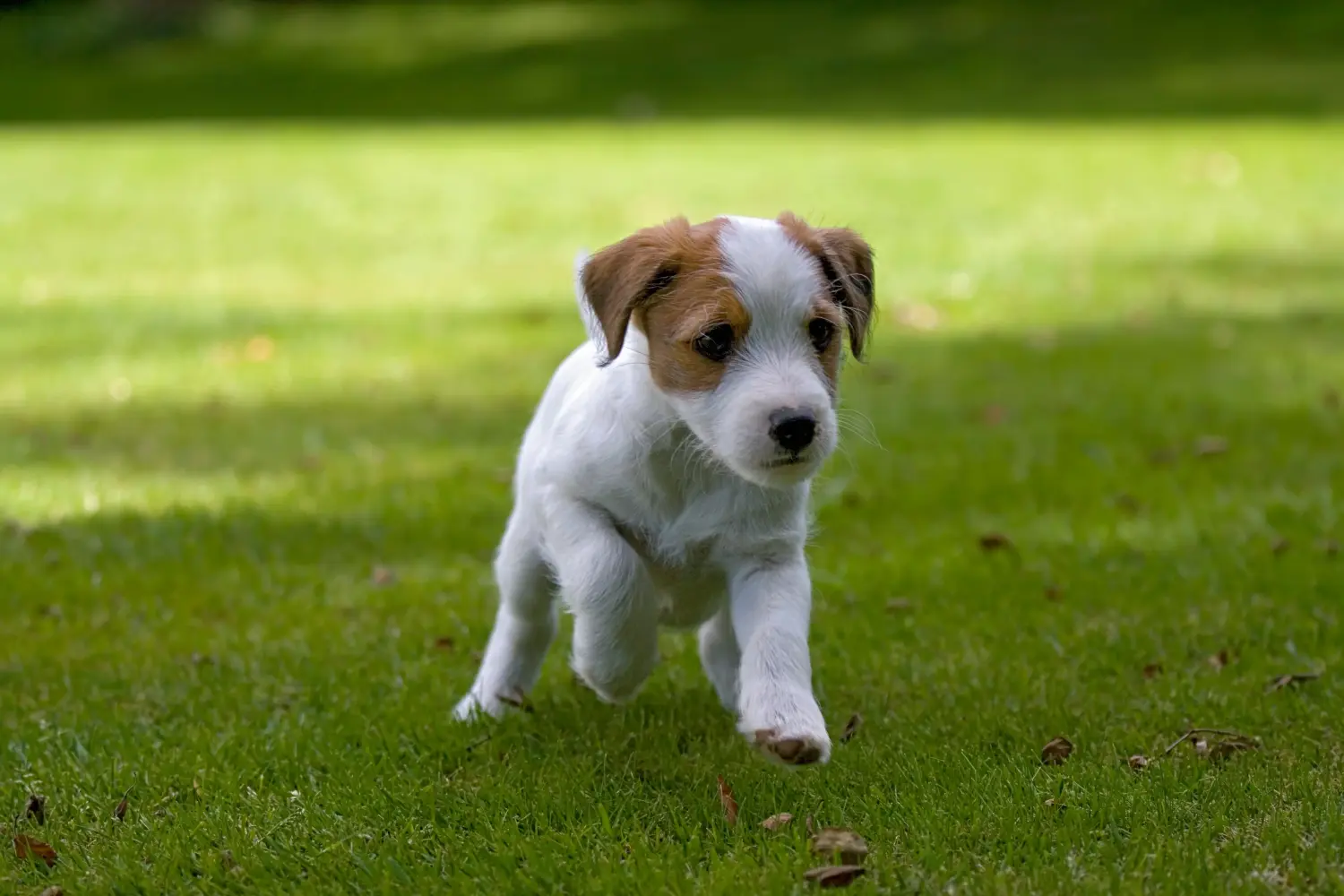 Acheter un chiot Jack Russell, c'est prendre ses responsabilités ! Acheter des chiots Jack Russell.